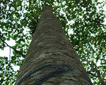 BALTEK? 巴沙輕木